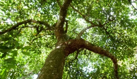 Tree canopy
