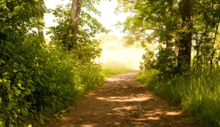 Tree lined path